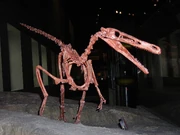 Buitreraptor skeleton1
