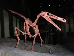 Buitreraptor skeleton1