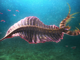 Mobulavermis