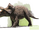 Triceratops