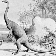 An old illustration of Anchisaurus from the early 20th Century.
