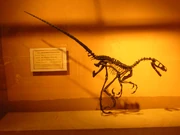 Saurornitholestes MOR1