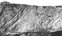 A vertical burrows Skolithos declinatus from the Vendian (Ediacaran) beds of the White Sea area, Russia