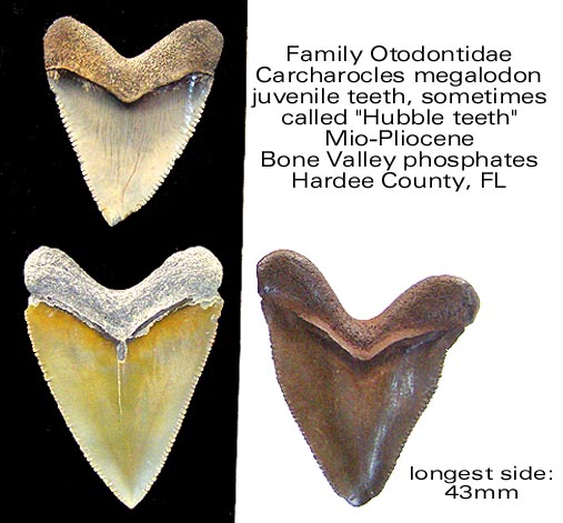 Bone Valley Formation | Fossil Wiki | Fandom