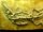 Crocodilaemus