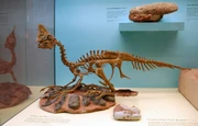 Oviraptor Senckenberg