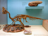 Oviraptor