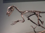 Deinonychus antirrhopus skeleton.