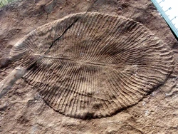 , an Ediacaran organism of unknown affinity, with a quilted appearance.