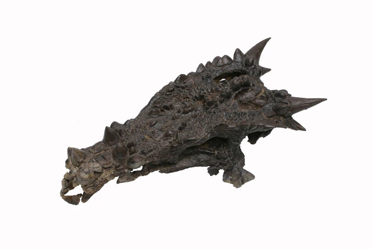 squelette de dracorex