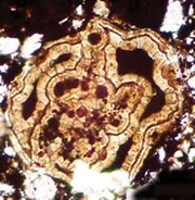  is a fossil believed by some to represent the earliest known member of the .