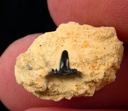 Stethacanthus sp. tooth with a multiple cusped crown with a large, flat based root