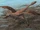 Dromaeosauridae