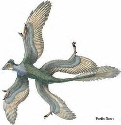 File:Modern bird-Archaeopteryx featers comparison 01.JPG - Wikipedia
