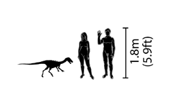 Noasaurus size comparison