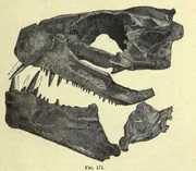 Skull of Xiphactinus audax.