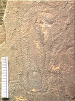 Fossil of , showing numerous  on the sides and back, and the cap-like shells at both ends.