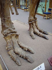 Three-toed  feet
