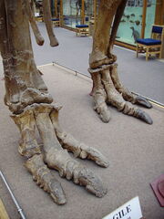 Iguanodon feet