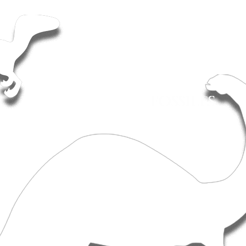 Wiki Fossiles