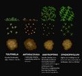 Toutinella, Anthraconaia, Ankyropteris, and Sphenophyllum