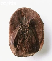Fossil Specimen