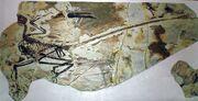 Microraptor (3)