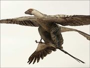 Microraptor (2)