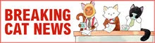 CatNewsHd (1)