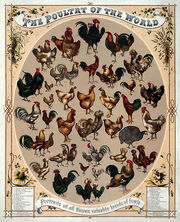 485px-Poultry of the world