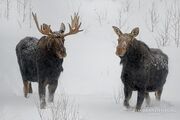 Meese.jpg