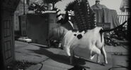 Frankenweenie-disneyscreencaps.com-34