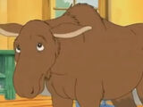 Moose