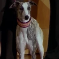 Lady Frasier Wiki Fandom Entertainment | frasier's dog eddie dies aged 16. lady frasier wiki fandom