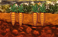 Carrote5.png