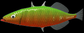 C3stickletrout