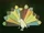 NBC Undead Peacock