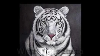 Logo_The_White_Tiger_Studio