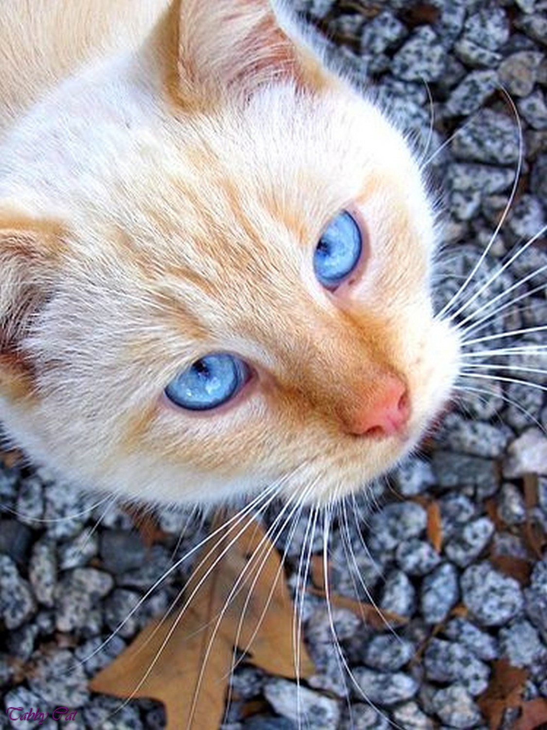 Коты шпротики