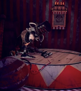Pokonany Ringmaster Foxy