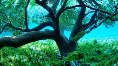Mangrove tree.jpg