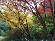 Autumn foliage in May