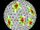 Icosahedron neighbors colored tilt.jpg