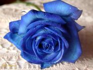 Blue-rose