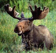 Moose.jpg