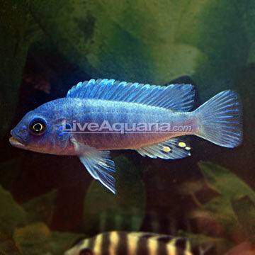 Cobalt Blue Zebra Cichlid | Freshwater fish Wiki | Fandom