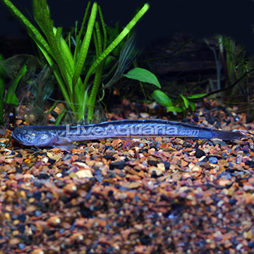 Freshwater outlet dragon fish
