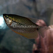P-89809-gourami.jpg