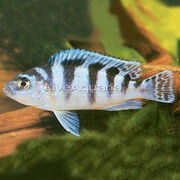 P-89732-cichlid.jpg