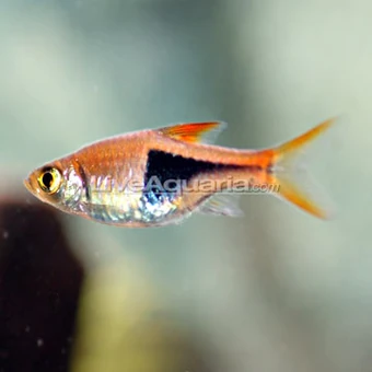 Harlequin Rasbora Identification: Ultimate Guide to Spotting Traits